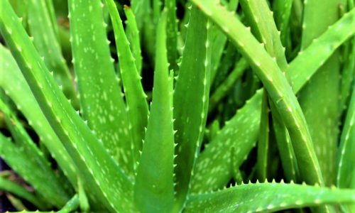 Aloe Vera Plant